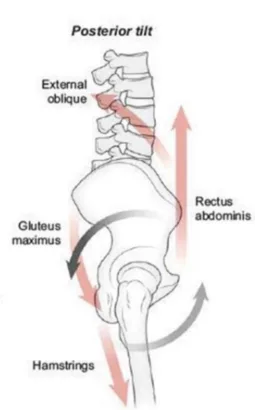 Posterior Pelvic Tilt