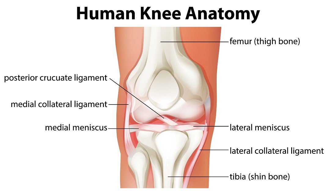 Knee Anatomy