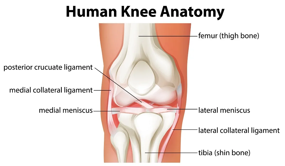 Human Knee Anatomy diagram Knee Anatomy