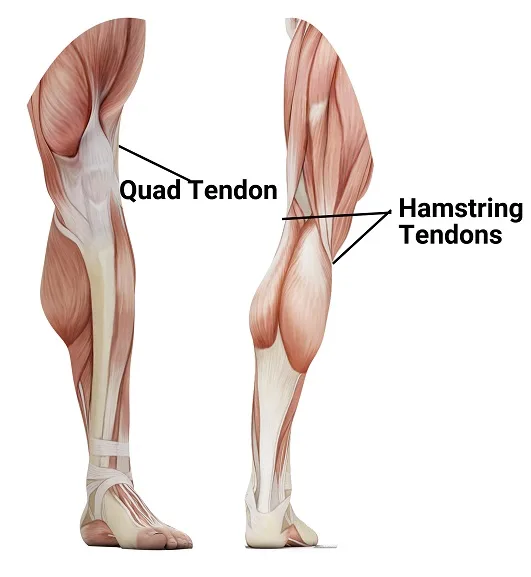 Leg-Muscle-Attachements Rider Leg Muscle