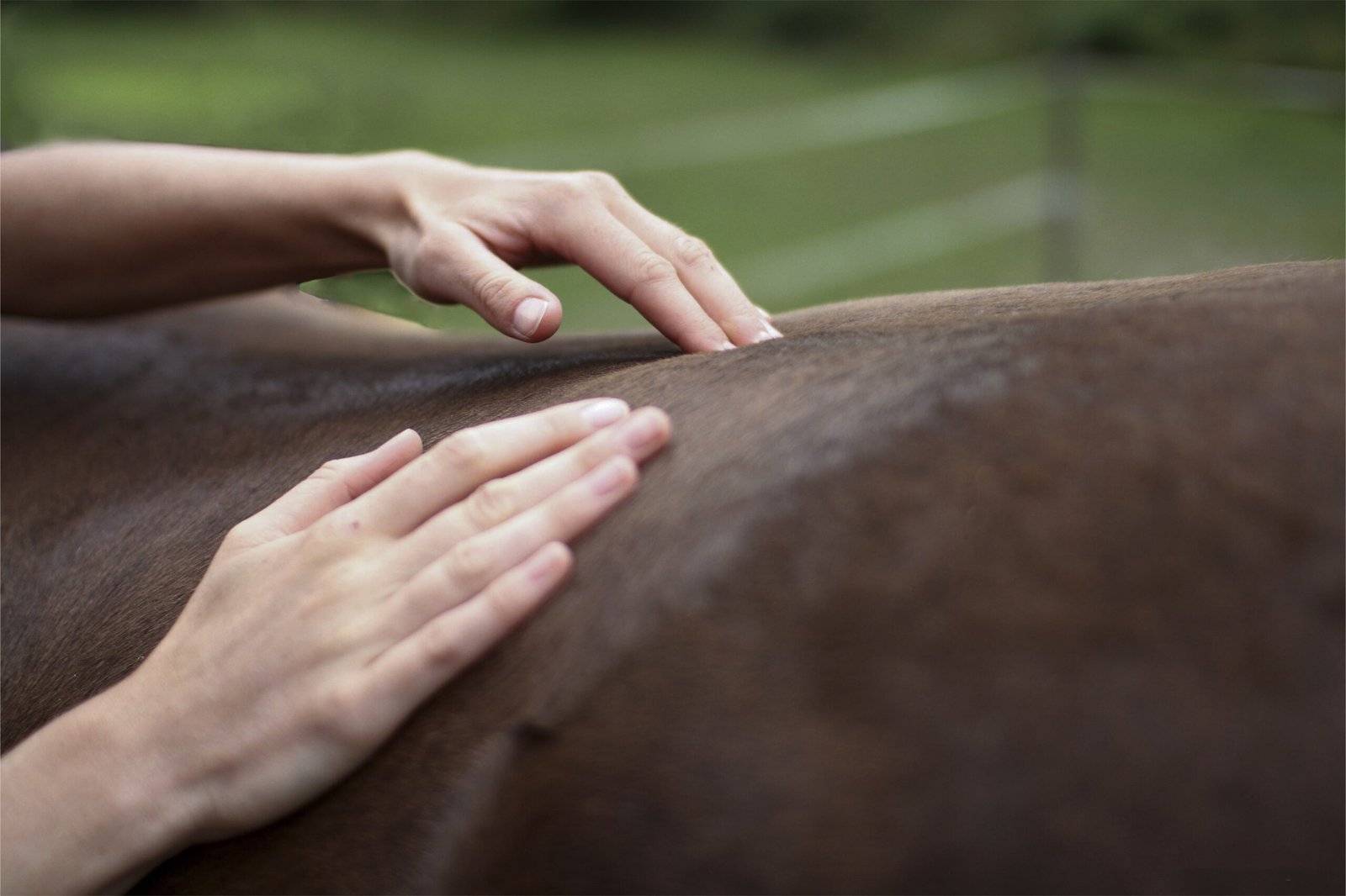 Horse Massage
